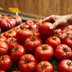 Mildiou de la tomate et de la pomme de terre : cas recensés sur le territoire