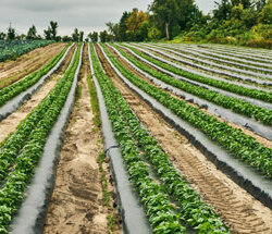 Le maire de Laval veut améliorer la protection des terres agricoles