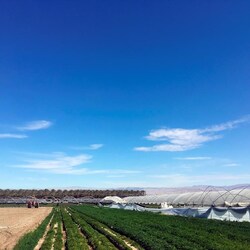 Agriculture : lots privés disponibles sur des sites de remembrement à Laval