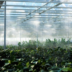 Révolution en agriculture: amener le soleil du Japon dans une serre de Laval