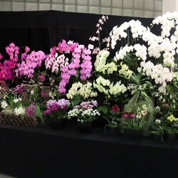 Expositions internationales d'orchidées 2025, plus de 2000 prix reçus aux expositions du 5 juin 2025